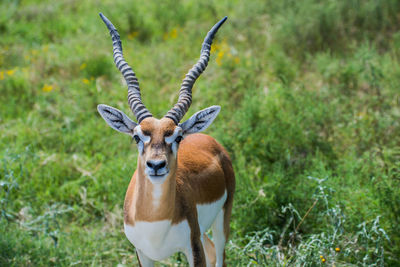 Portrait of deer