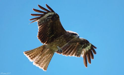 Low angle view of eagle flying against clear sky