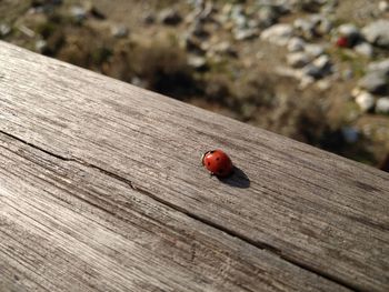 Close-up of ladybug on wood