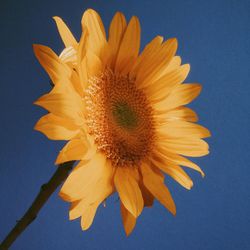 Close-up of sunflower against blue background