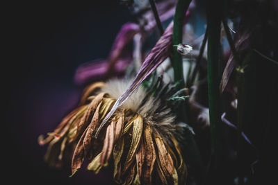 Close-up of flowers against blurred background