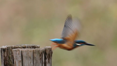 Bird flying over wooden post