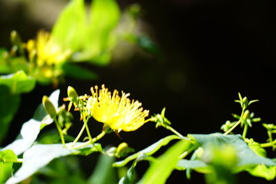 Close-up of yellow flowering plant