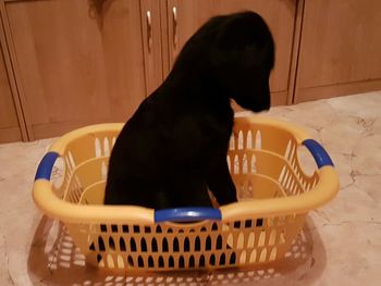 Dog sitting in basket