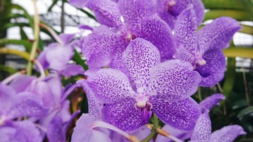 Close-up of purple flowers blooming outdoors