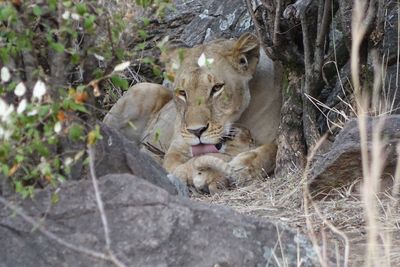 Ducks relaxing on tree