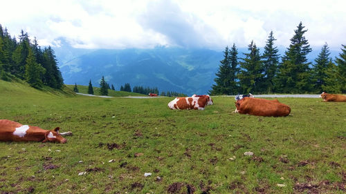 Cows in a field