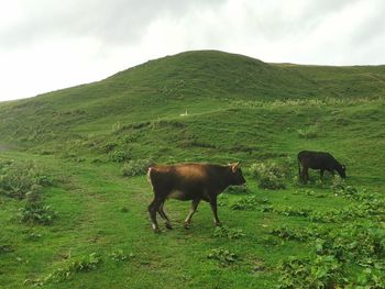 Horse in a field