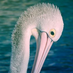 Close-up of bird