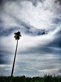 Low angle view of palm tree against cloudy sky