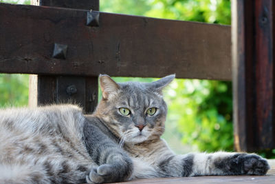 Portrait of cat relaxing outdoors