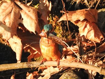Close-up of bird perching outdoors