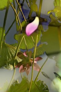 growth