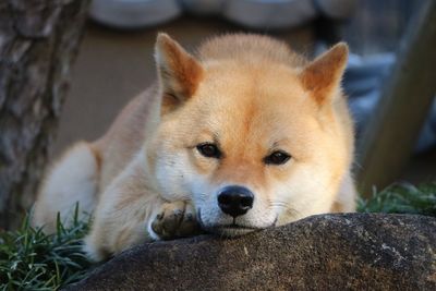 Close-up of dog resting on rock