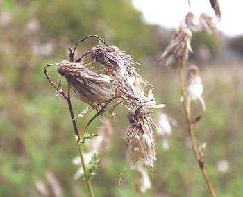 Close-up of bird on plant