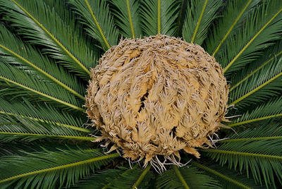 Close-up of palm tree