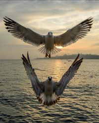 Bird flying over sea