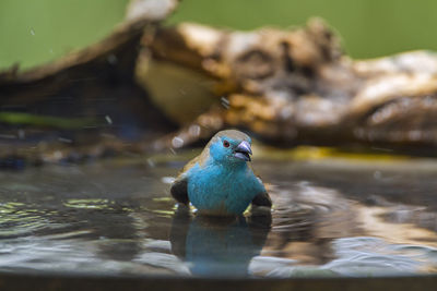 Close-up of duck swimming in lake