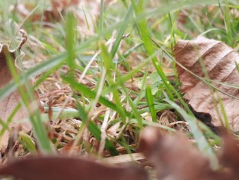 High angle view of dry leaves on field