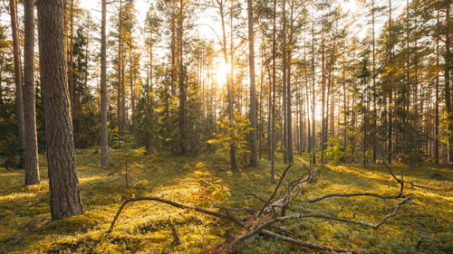 Trees in forest