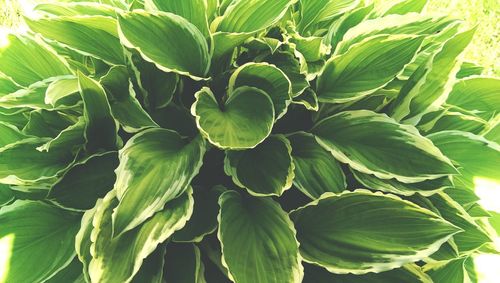 Full frame shot of green leaves