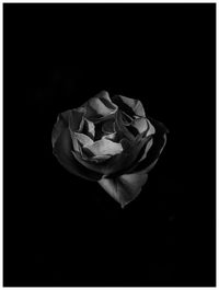 Close-up of rose against black background