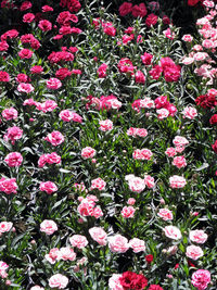 Pink flowers blooming outdoors