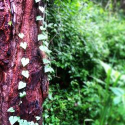 Close-up of moss growing on tree trunk