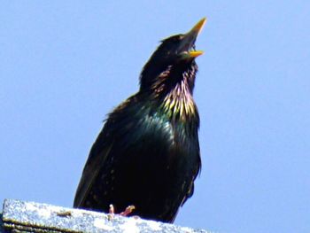 Low angle view of bird perched on blue sky