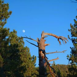 Low angle view of trees against clear blue sky