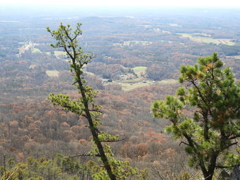 Scenic view of tree mountains