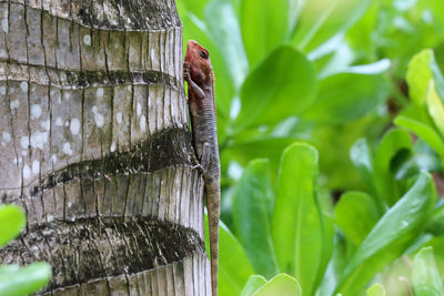 Close-up of lizard on tree trunk