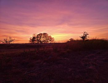Silhouette trees on field against sky during sunset