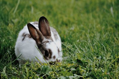 Close-up of rabbit sitting on field