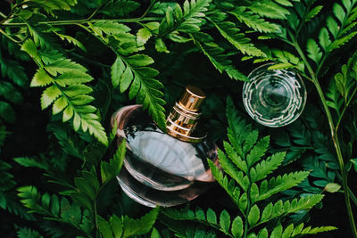 Close-up of perfume sprayer amidst plants