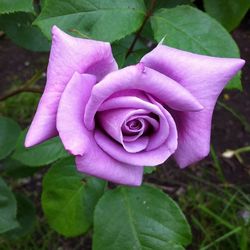 Close-up of pink rose