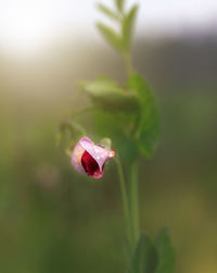 Close-up of red flower on plant