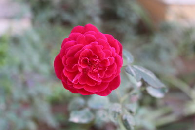 Close-up of pink rose