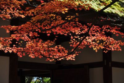 Low angle view of maple tree against sky