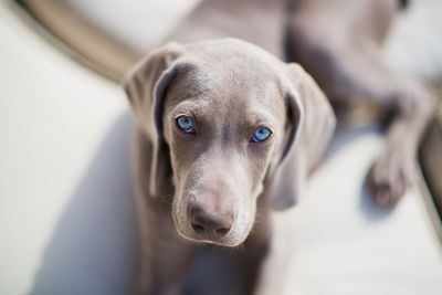 Close-up portrait of dog