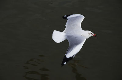 Close-up of swan flying over lake