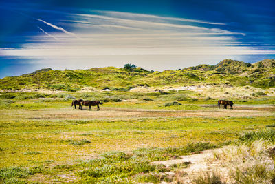 Horses in a field