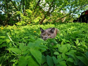 Portrait of a cat on tree