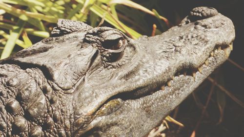 Close-up of lizard on rock