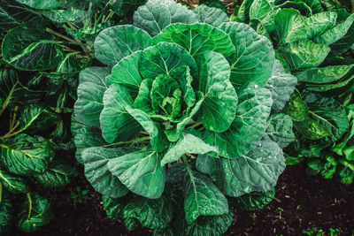 High angle view of green leaves on plant