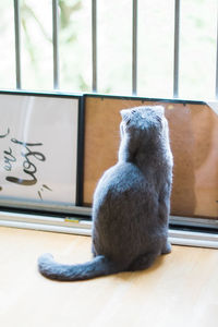 Close-up of cat sitting on window