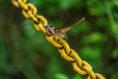 Close-up of caterpillar on stem