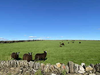 Black sheep, in a large meadow, with stone walls, on a hot summers day in, fewston, harrogate, uk