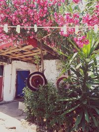 Pink flowering plant against building