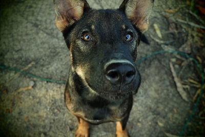 Close-up portrait of dog